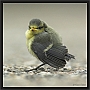 pimpelmees DSC_0064-01